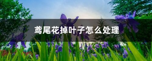 鸢尾花掉叶子怎么处理，掉叶子的原因