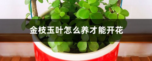 金枝玉叶怎么养才能开花