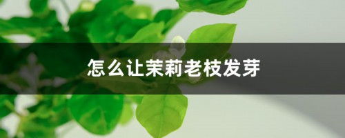 怎么让茉莉老枝发芽，老枝怎么修剪