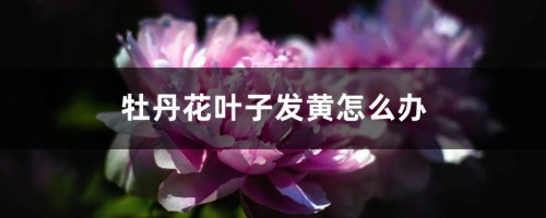 牡丹花叶子发黄怎么办