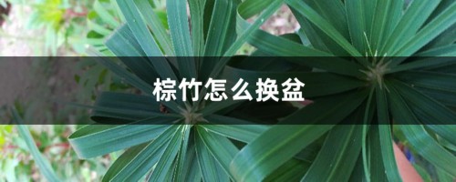 棕竹怎么换盆